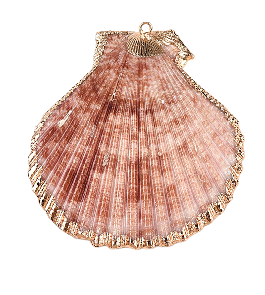 Shell Pendant Pink